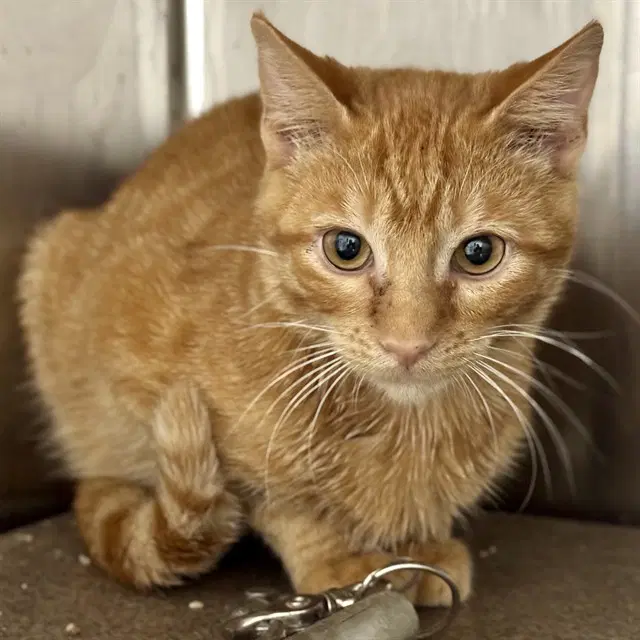 Franklin - Domestic Short Hair