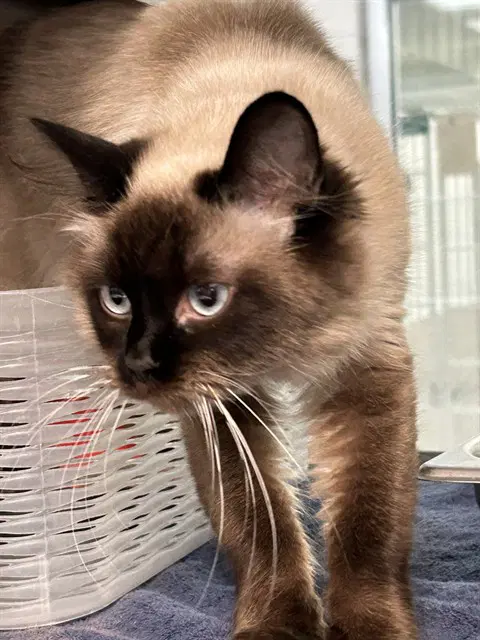 Sassy - Domestic Long Hair