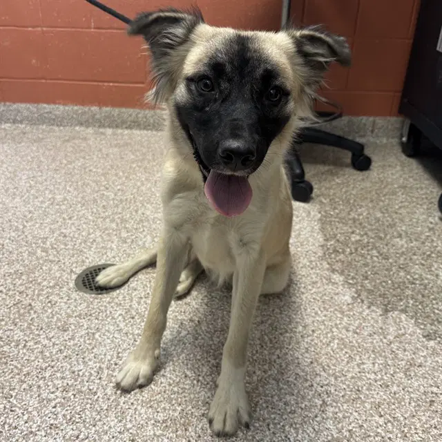 Chipmunk - Anatolian Shepherd