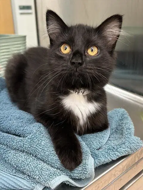 Tuffy - Domestic Short Hair