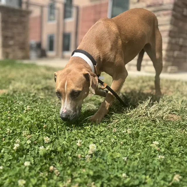 Ziggy - Pit Bull Terrier