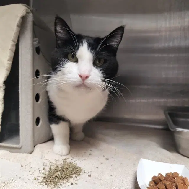 Zeus - Domestic Short Hair