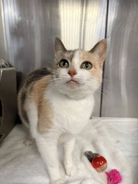Butterscotchie - Domestic Short Hair
