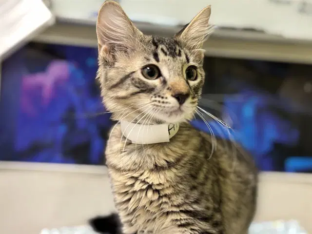 Kitty Mercury - Domestic Short Hair