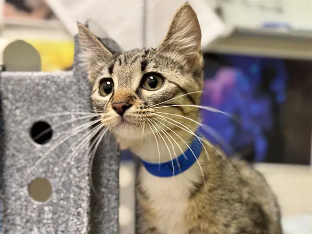 Brandi Pawlile - Domestic Short Hair