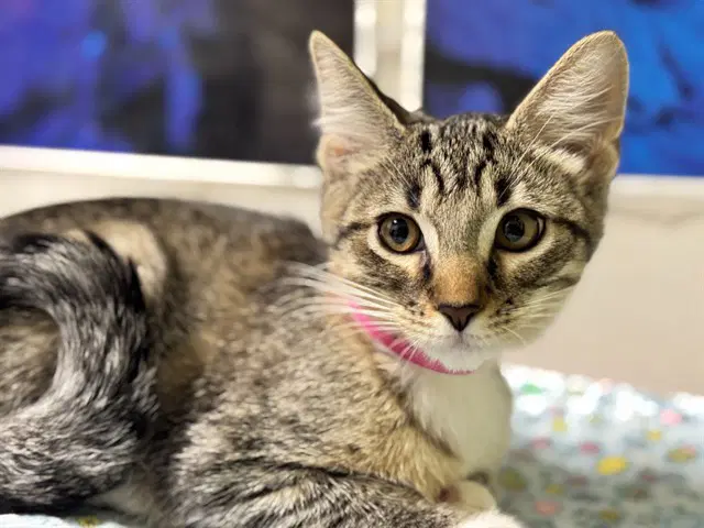 Alanis Purrissette - Domestic Short Hair
