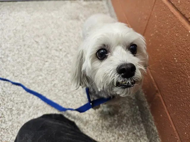 Benji - Poodle (Miniature)