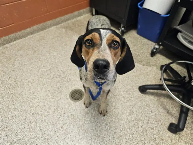 Dottie - Bluetick Coonhound