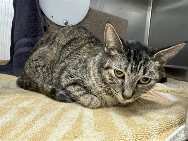 Runts - Domestic Short Hair