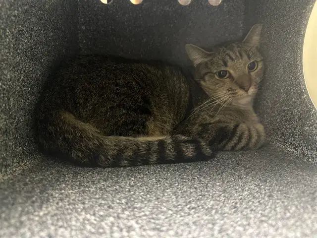 Vanessa In The Barn - Domestic Short Hair