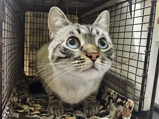 Colby Jack - Domestic Short Hair