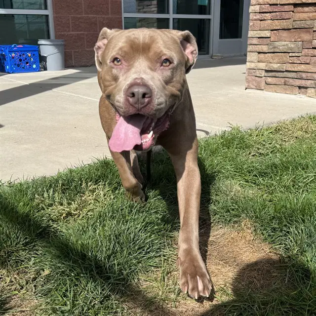Madden - Pit Bull Terrier