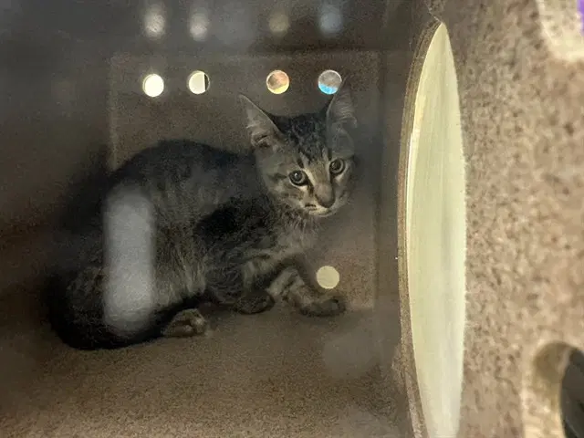Bronco - Domestic Short Hair