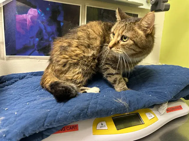 Meow Meow - Domestic Short Hair
