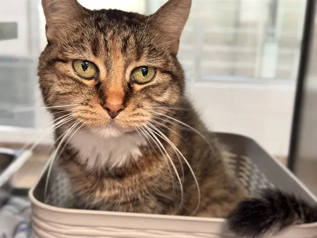 Meow Meow - Domestic Short Hair