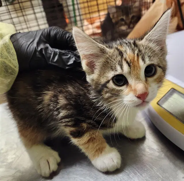 Velma - Domestic Short Hair
