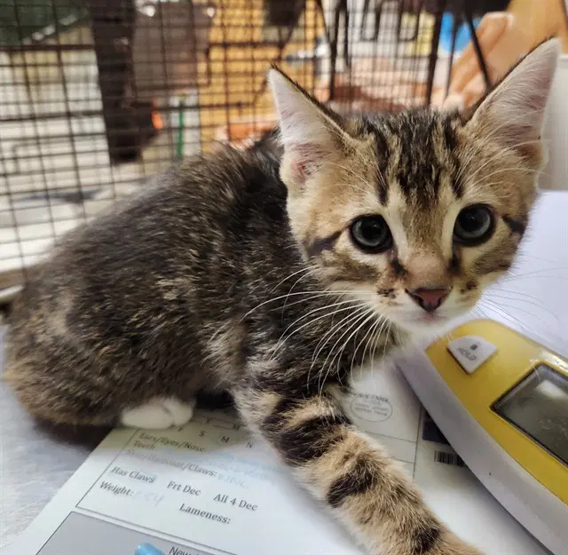 Fred - Domestic Short Hair
