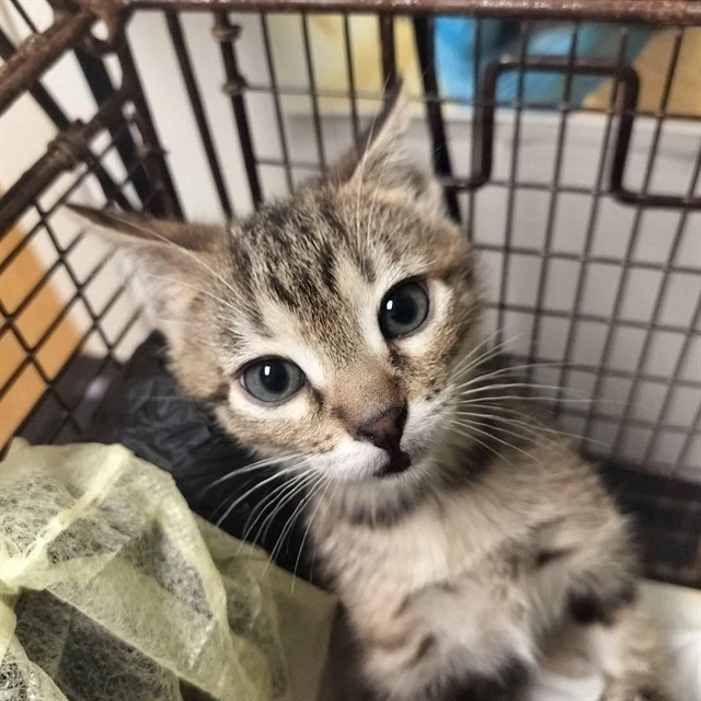 Daphne