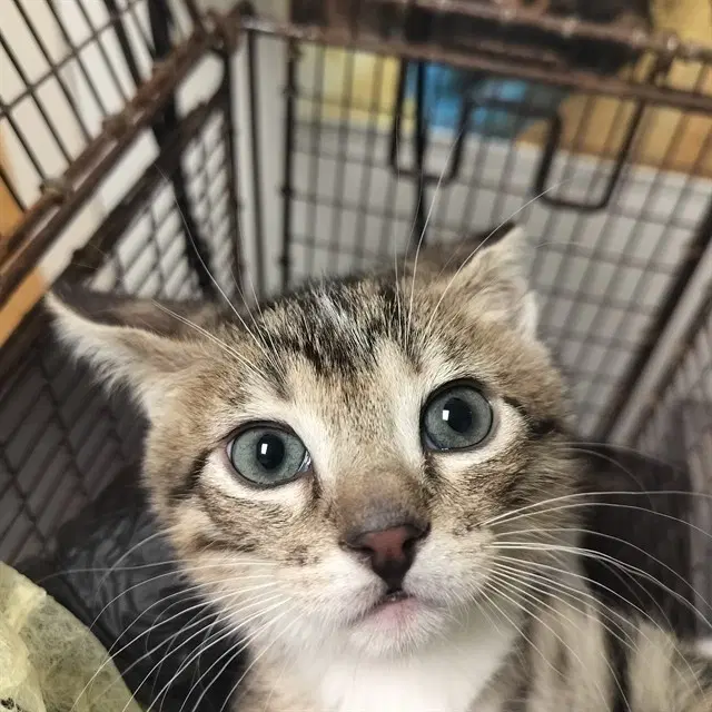Shaggy - Domestic Short Hair