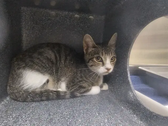Louis - Domestic Short Hair
