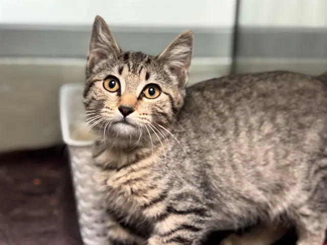 Unknown - Domestic Short Hair
