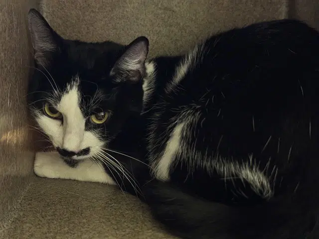 Namira - Domestic Short Hair