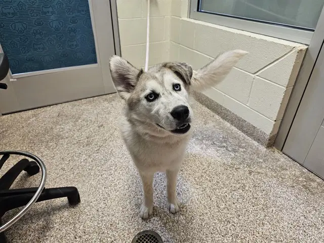 Angel - Siberian Husky