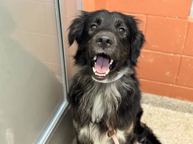 Gregory - Border Collie