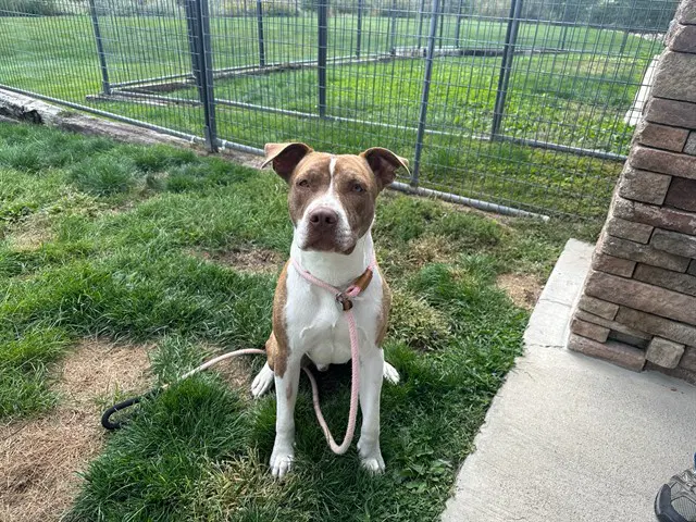 Orville - Pit Bull Terrier