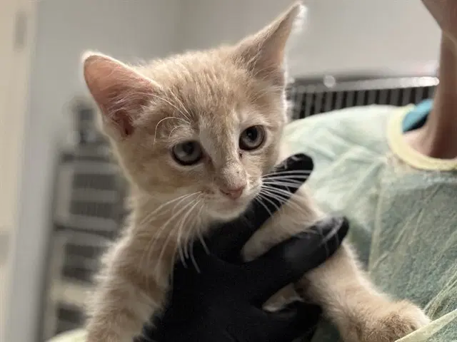 George - Domestic Short Hair