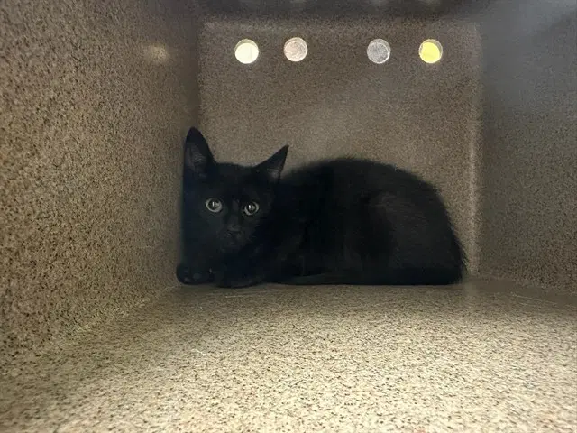 Georgia - Domestic Short Hair