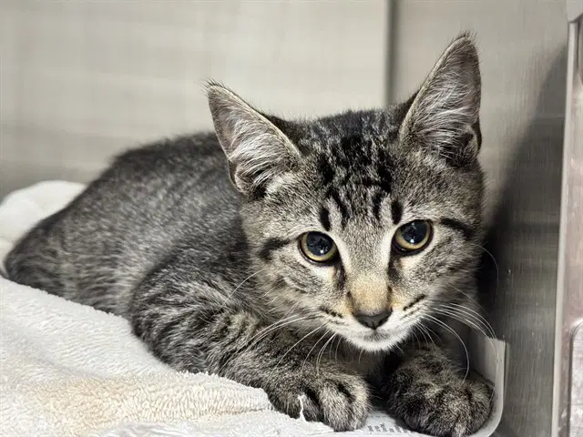 Bronco - Domestic Short Hair
