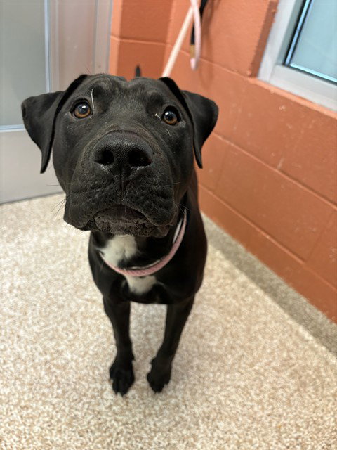 CAIRO, a dog for adoption from Humane Society of the Pikes Peak Region — Pueblo
