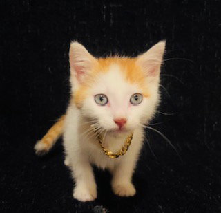 MCA, a cat for adoption from Humane Society of the Pikes Peak Region — Pueblo