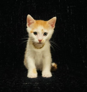 MIKE D, a cat for adoption from Humane Society of the Pikes Peak Region — Pueblo