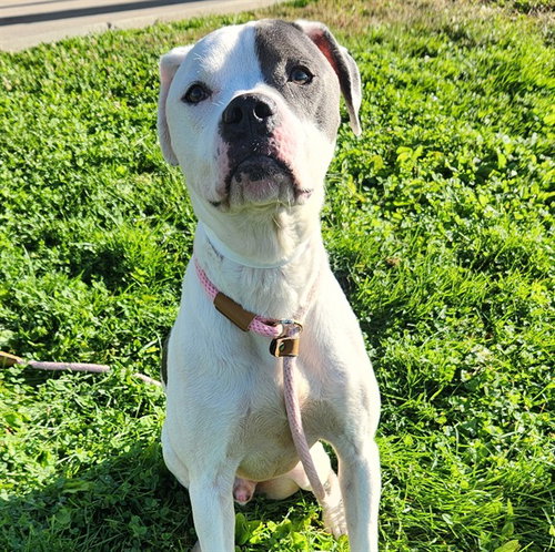 OREO, a dog for adoption from Humane Society of the Pikes Peak Region — Pueblo