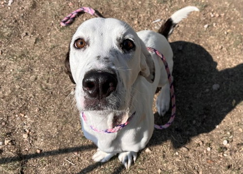 MILO, a dog for adoption from Humane Society of the Pikes Peak Region — Pueblo