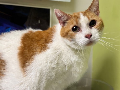 RUDY, a cat for adoption from Humane Society of the Pikes Peak Region — Pueblo
