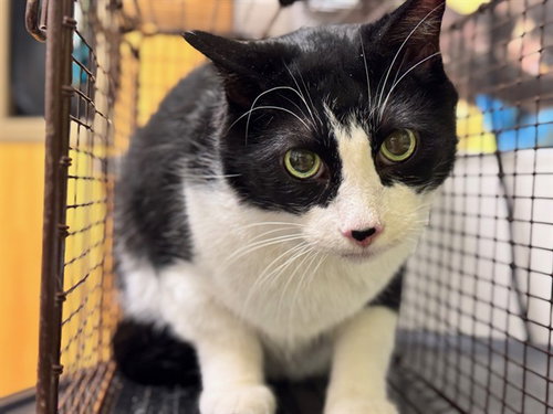 JAXSON, a cat for adoption from Humane Society of the Pikes Peak Region — Pueblo