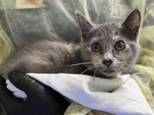 JOSETTE, a cat for adoption from Humane Society of the Pikes Peak Region — Pueblo