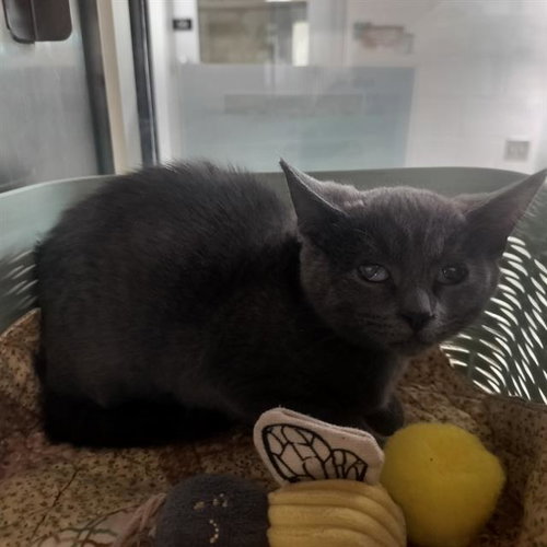 TWIZZLER, a cat for adoption from Humane Society of the Pikes Peak Region — Pueblo