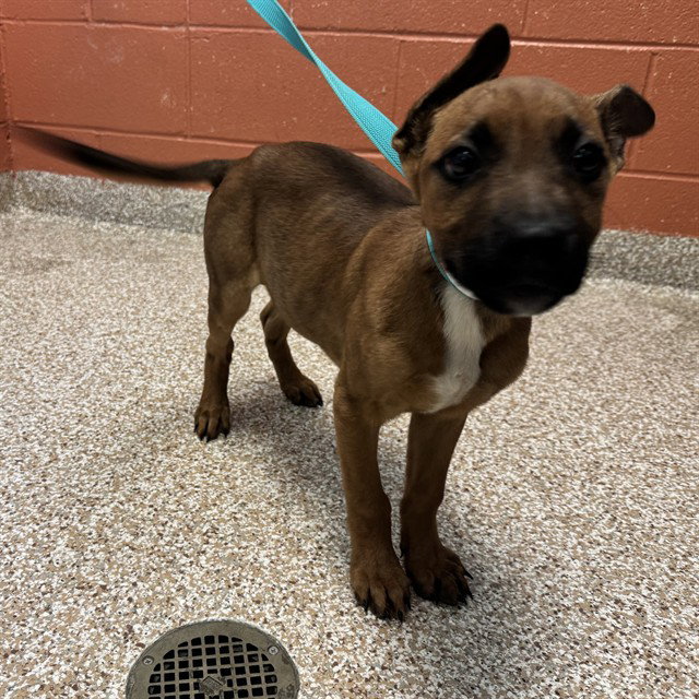 Rusty, Pit Bull Terrier