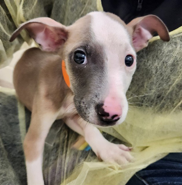 Stark, Pit Bull Terrier