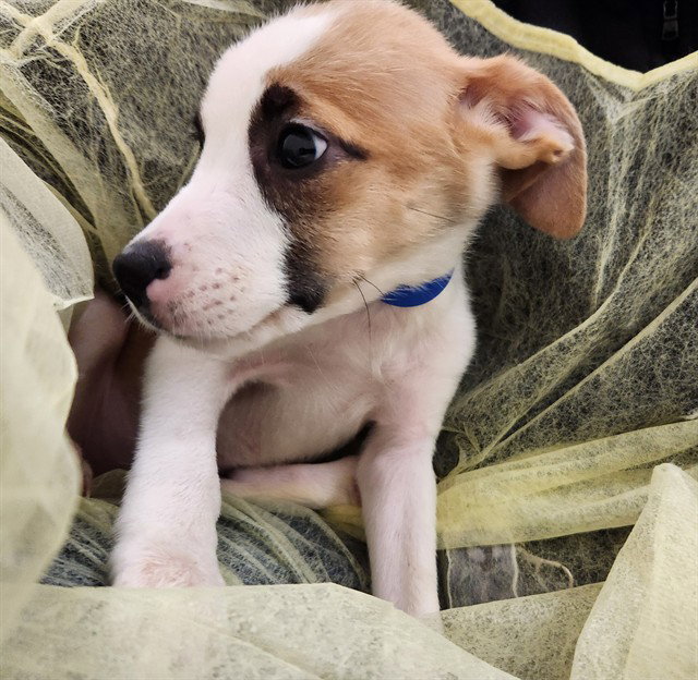 Bean, Pit Bull Terrier