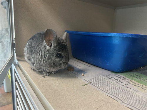 ROMEO, a chinchilla for adoption from Humane Society of the Pikes Peak Region — Pueblo