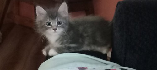 JACKSON, a cat for adoption from Humane Society of the Pikes Peak Region — Pueblo