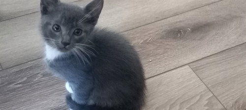 SMUDGE, a cat for adoption from Humane Society of the Pikes Peak Region — Pueblo
