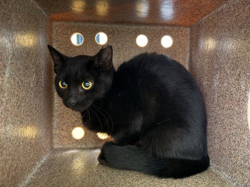 RAVEN IN THE BARN, a cat for adoption from Humane Society of the Pikes Peak Region — Pueblo