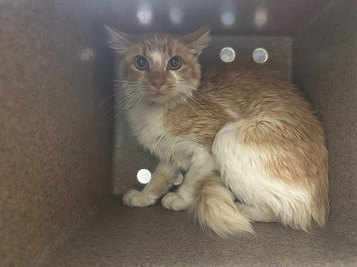 CYPHER IN THE BARN, a cat for adoption from Humane Society of the Pikes Peak Region — Pueblo