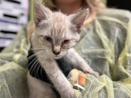 SPACE GHOST COAST TO COAST, a cat for adoption from Humane Society of the Pikes Peak Region — Pueblo